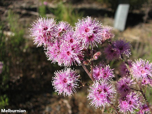 Kunzea Parvifolia - Violet Kunzea - ​​Arbusto Ornamental - Planta com Flores Rosa Roxo Flores - 50 Sementes