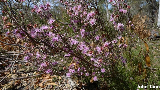 Kunzea Parvifolia - Violet Kunzea - ​​Arbusto Ornamental - Planta com Flores Rosa Roxo Flores - 50 Sementes