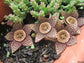 Orbea Variegata * Starfish Flower * Cactus * Stapelias * Orbea * 5 Seeds * Rare