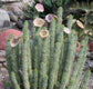 Hoodia Gordonii ~ Amazing Stapelia Succulent ~ Very Rare Unusual Wonder Plant 3 Seeds ~