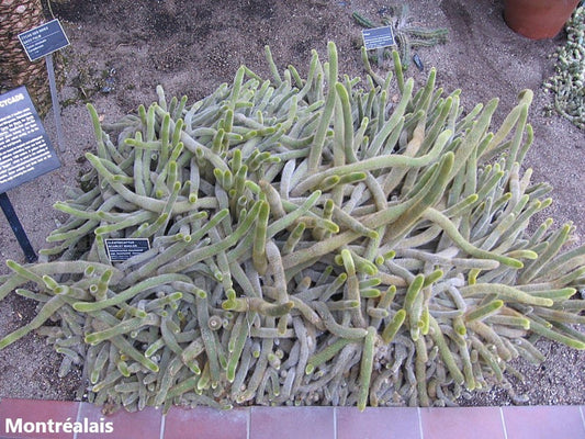 Cleistocactus Baumannii * Mucchio di serpenti * Cactus raro * 10 semi