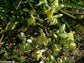 Moringa Oleifera - FRESCHI 10 SEMI - Bacchetta Miracle Tree Ben Oil Medicina tradizionale a base di erbe