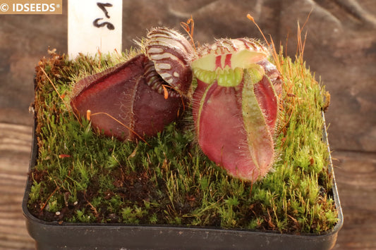 Cephalotus Follicularis 'Hummer's Giant - Carnívoro Extremamente Raro - Planta de Jarro Australiana - 3 Sementes Frescas - Quantidade Muito Limitada