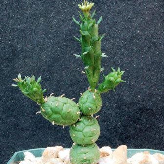 Euphorbia Globosa - Globose Spurge - Extremamente Raro Único Hulk Suculento - 2 Sementes - Quantidade Limitada