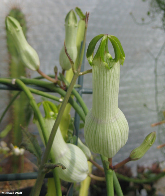 Ceropegia Ampliata - Pipa dei Boscimani - Succulenta rampicante - Estremamente rara - 3 semi freschi