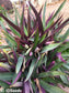 Tradescantia Spathacea - Oyster Plant - Boat lily - Moses-in-the-Cradle - Rare - 3 Seeds