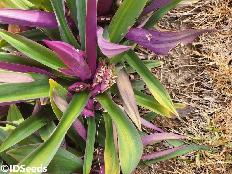 Tradescantia Spathacea - Oyster Plant - Boat lily - Moses-in-the-Cradle - Rare - 3 Seeds