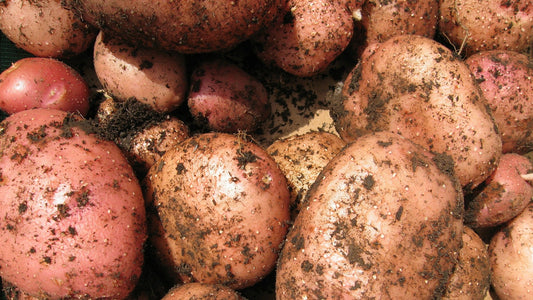 Solanum Tuberosum - TPS True Clancy Potato Seeds - 20 True Coated Seeds - Non radice - Coltiva la tua patata