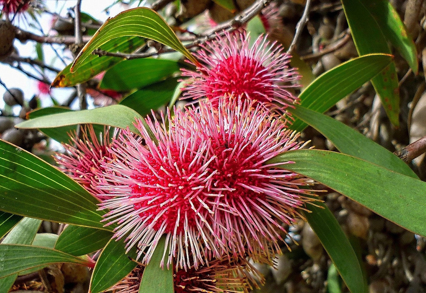 Hakea laurina – Pincushion Hakea - Kodjet Shrub Red & Cream Globular Flowers - RARE - 5 Seeds