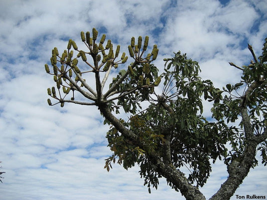 Cussonia Spicata - Repolho cravado - Planta medicinal incomum - 5 sementes