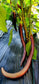 Snake Of Mugla Eggplant - Fresh Aubergine Heirloom - 10 Seeds