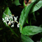 Globba Winitii 'Alba'- Dancing Ladies Ginger Stunning White Flowers - House Plant - RARE 10 Fresh Seeds