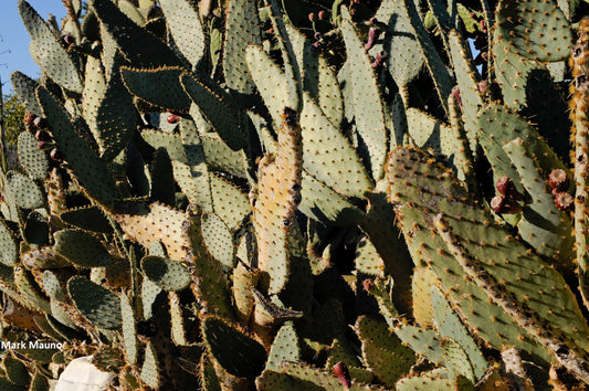 Opuntia Engelmannii Var. Linguiformis - Cow's Tongue Prickly Pear Cactus - 5 Seeds