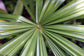 Licuala Spinosa - Palma a ventaglio di mangrovie - Rara - 10 semi