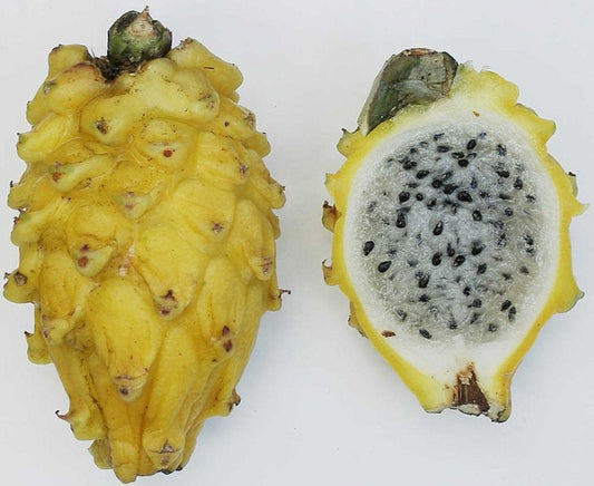 Hylocereus Megalanthus - Pitaya Dourada - Fruta do Dragão Amarelo - 10 Sementes