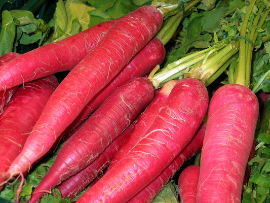 Daucus Carota〜Red Samurai Carrot〜Sweet Unique Flavour〜Easy Growing〜Rare 20 Seeds〜