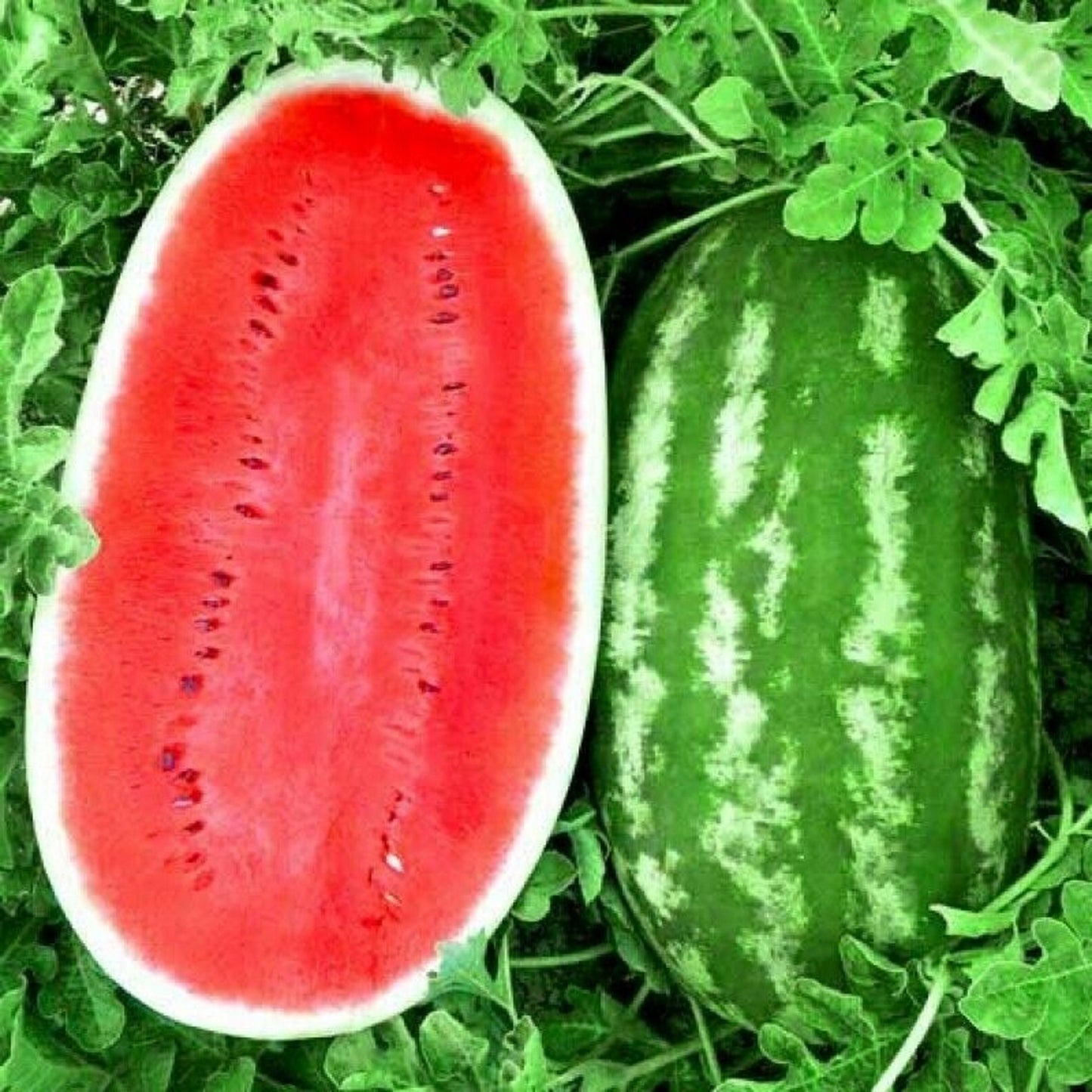 Charleston Gray Watermelon - Citrullus Lanatus - Sweet Fruit Heirloom - 10 Seeds