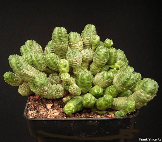 Euphorbia Globosa - Globose Spurge - Extremely Rare Unique Hulk Succulent - 2 Seeds - Limited Quantity