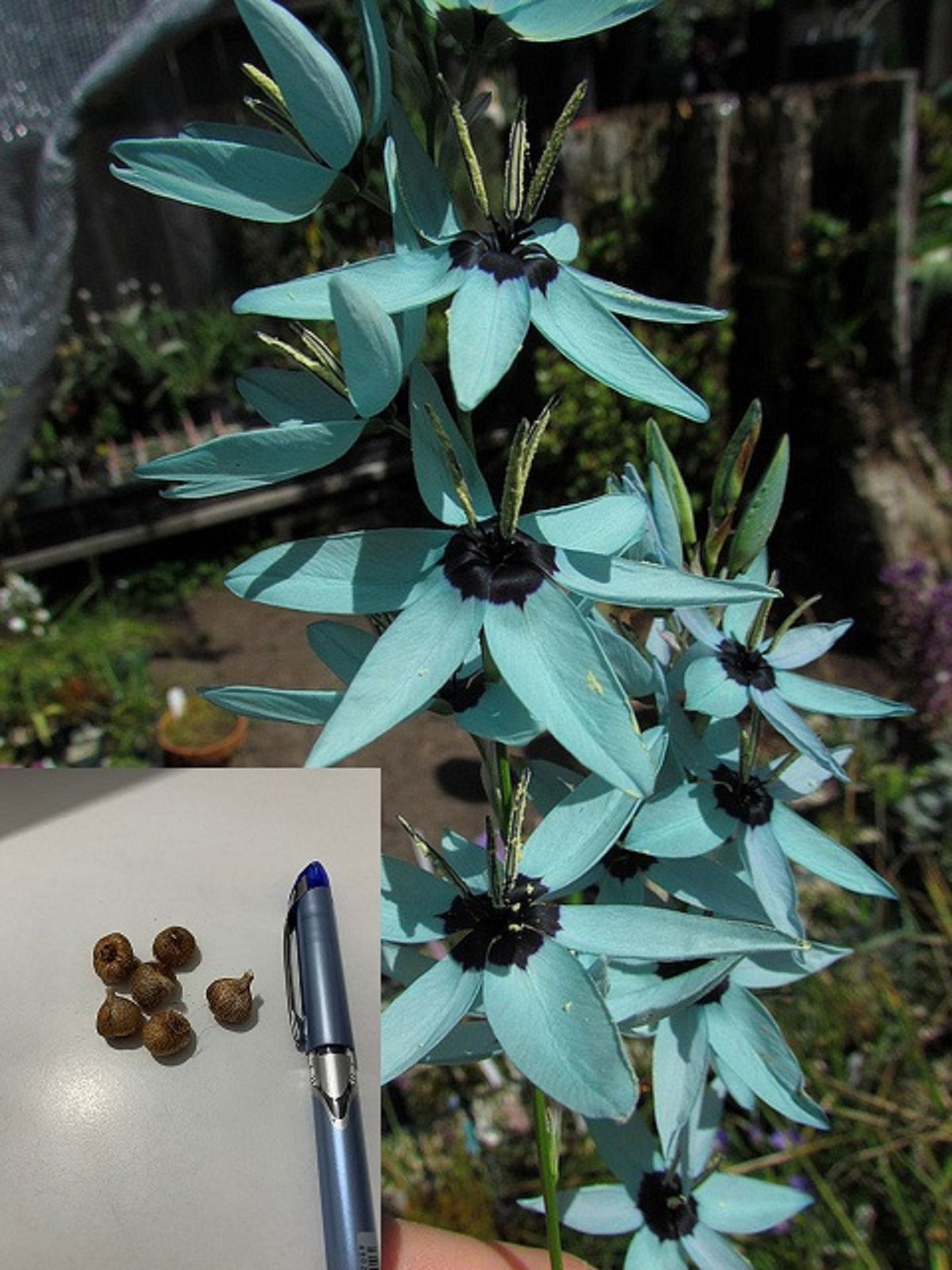 Ixia Viridiflora * Dazzling Turquoise * RARE * Endangered Flowers * Eazy Growing * 1 Bulb
