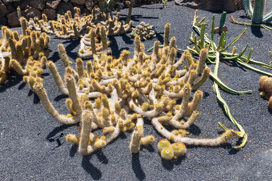 Cleistocactus Candelilla - Castiçal Cacto - Raro - 10 Sementes