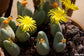 Conophytum bilobum - Mesembryanthemum - Living Pebbles - Rare - 10 seeds