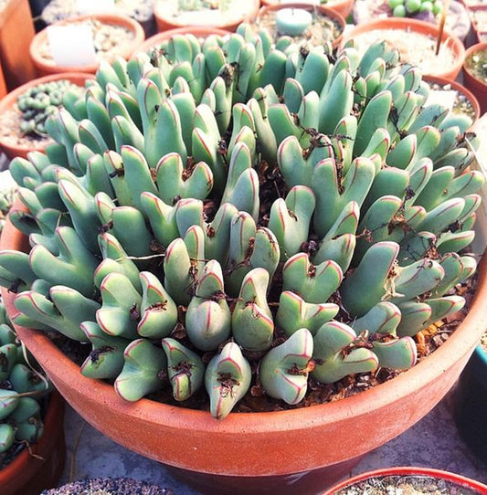 Conophytumbilobum-メセンブリアンテマム-生きている小石-珍しい-10個の種子