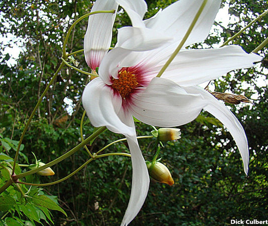 Dahlia Campanulata - Dalia dell'albero piangente - Fiore di lavanda - 5 semi