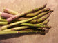 Mary Washington Asparagus - Perennial Organic Vegetable Seeds - 10 Seeds