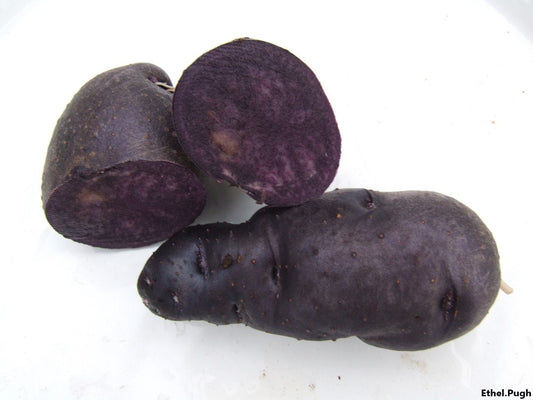 Solanum Tuberosum - TPS True Black Dark Night Sementes de Batata - 10 Sementes Revestidas Verdadeiras - Sem Raiz - Cultive sua própria batata