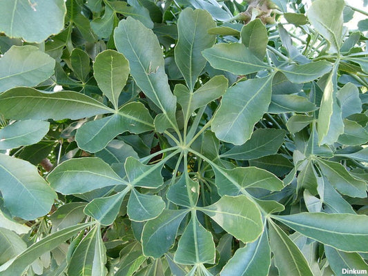 CussoniaSpicata-スパイクキャベツの木-珍しい薬用植物-5シード