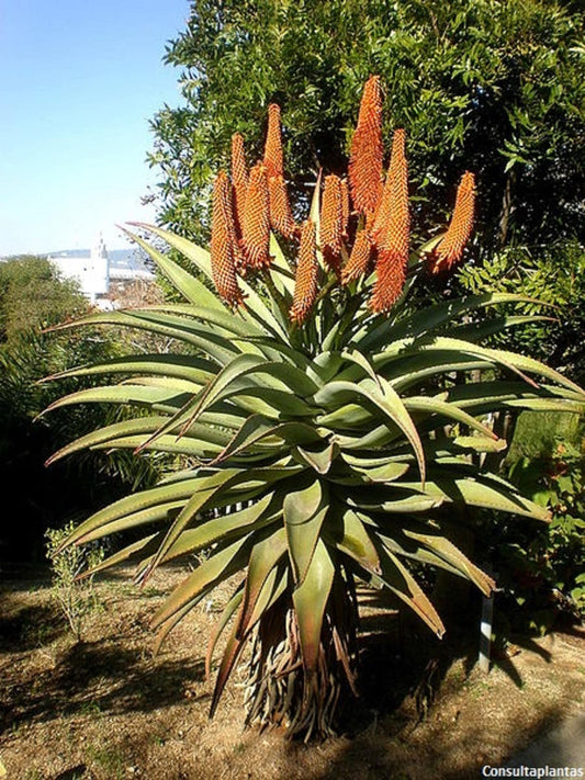 Aloe Thraskii - South African Dune Aloe - Rare Coast Aloe - 10 Seeds
