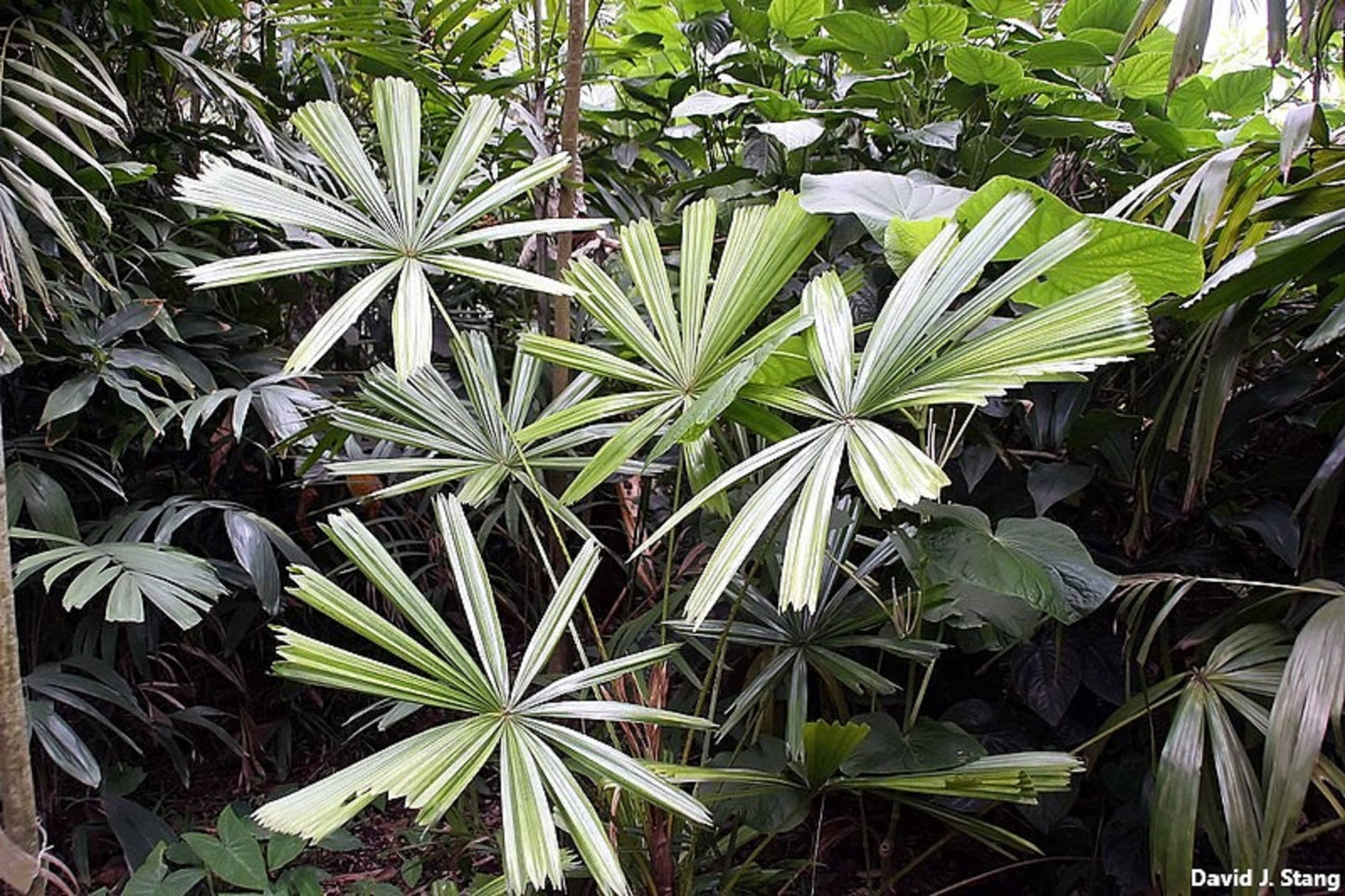 Licuala Spinosa - Mangrove Fan Palm - Raro - 10 Sementes
