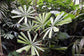Licuala Spinosa - Palma a ventaglio di mangrovie - Rara - 10 semi
