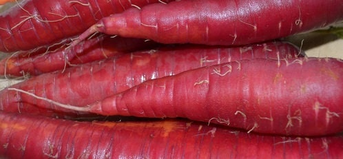 Daucus Carota ~ Red Samurai Carrot ~ Sweet Unique Flavor ~ Easy Growing ~ Rare 20 Seeds ~