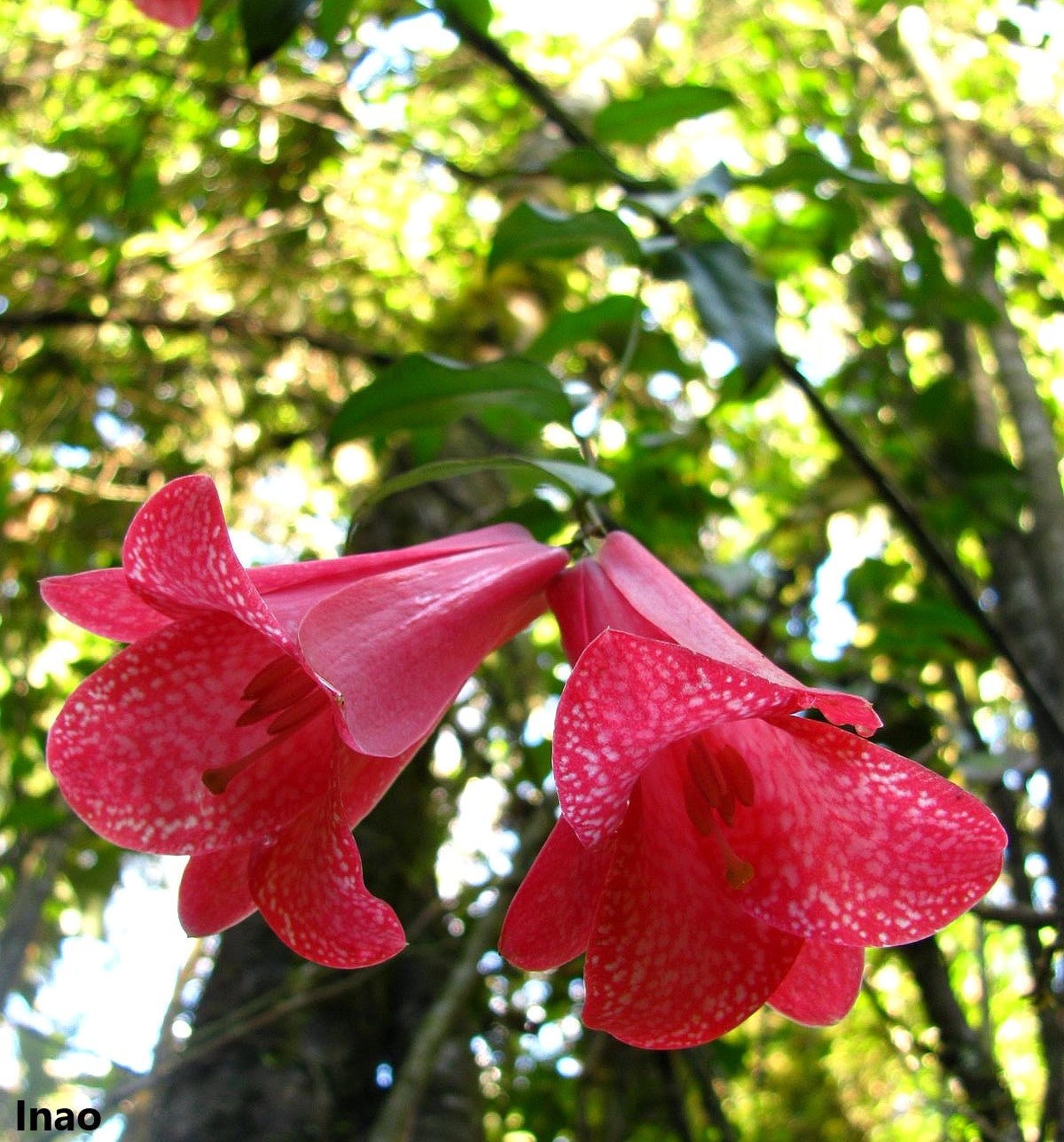 Lapageria Rosea - Chilean Bell Flower - Copihue - Climbing Plant - Waxy Pink Lavender Flowers -  3 Fresh Seeds - Very RARE