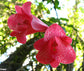 Lapageria Rosea - Chilean Bell Flower - Copihue - Climbing Plant - Waxy Pink Lavender Flowers -  3 Fresh Seeds - Very RARE