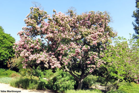 Calodendrum Capense - Castanha do Cabo - Flor Rosa Deslumbrante - Raro - 5 Sementes