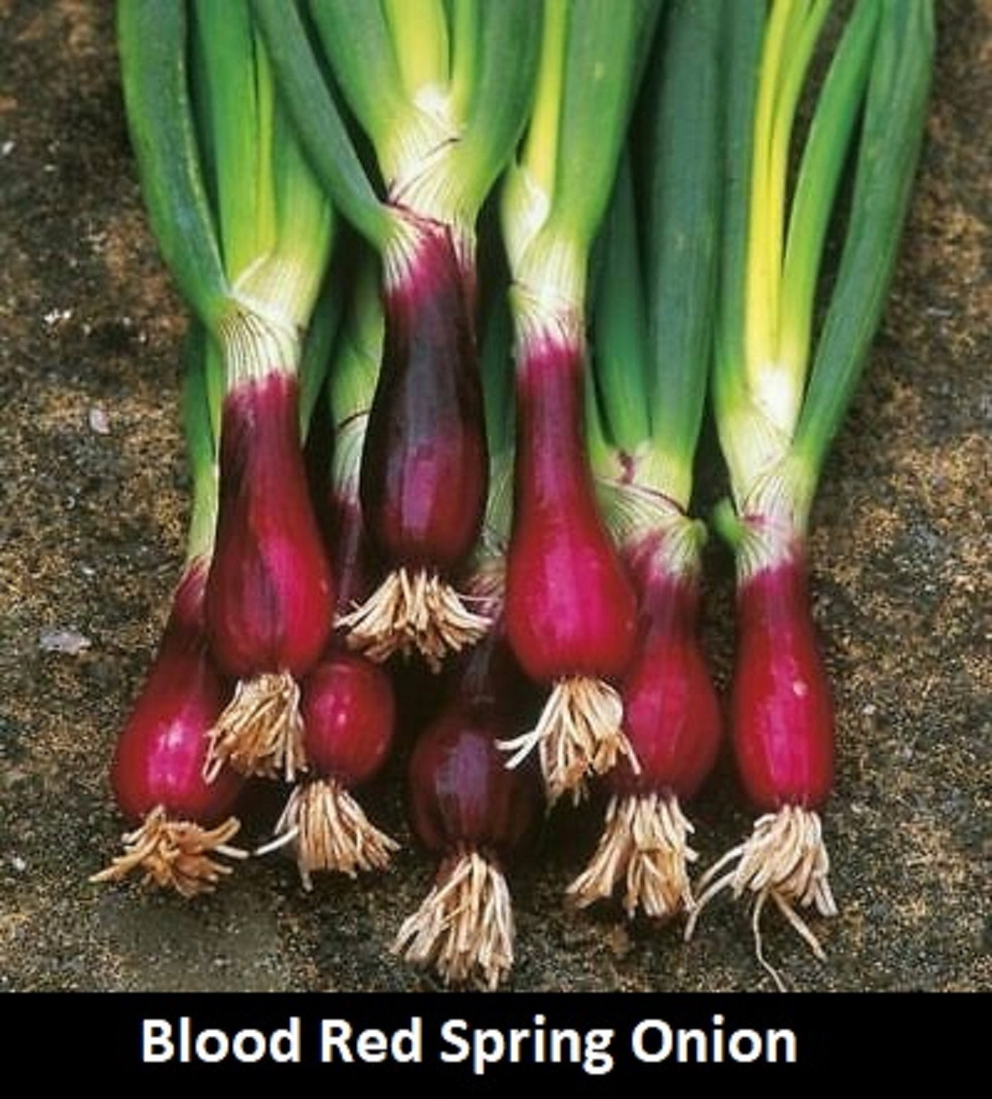 Blood Red Spring Onion - Allium Cepa - High Vitamin C - Fast Growing - 20 Seeds