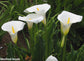Zantedeschia Aethiopica - Calla Lily - Stunning Arum Lily - Rare - 5 Seeds