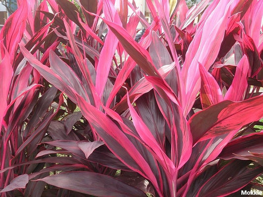 Cordyline Rubra - 10 Sementes - Incrível Red Leaf Cordyline / Cordyline Rouge Palm Lily - Raro