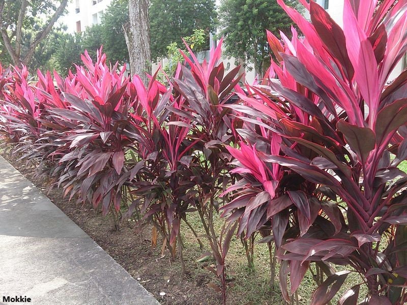 Cordyline Rubra - 5 Seeds - Amazing Red Leaf Cordyline / Cordyline Rouge Palm Lily - Rare