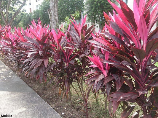 Cordyline Rubra - 10 Sementes - Incrível Red Leaf Cordyline / Cordyline Rouge Palm Lily - Raro