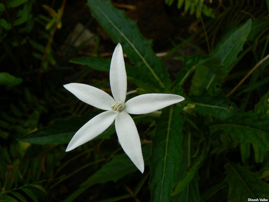 Hippobroma Longiflora - 100 Sementes - Estrela de Belém - Senhora Destino - Erva Medicinal - Sementes Minúsculas