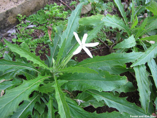 Hippobroma Longiflora - 100 Sementes - Estrela de Belém - Senhora Destino - Erva Medicinal - Sementes Minúsculas
