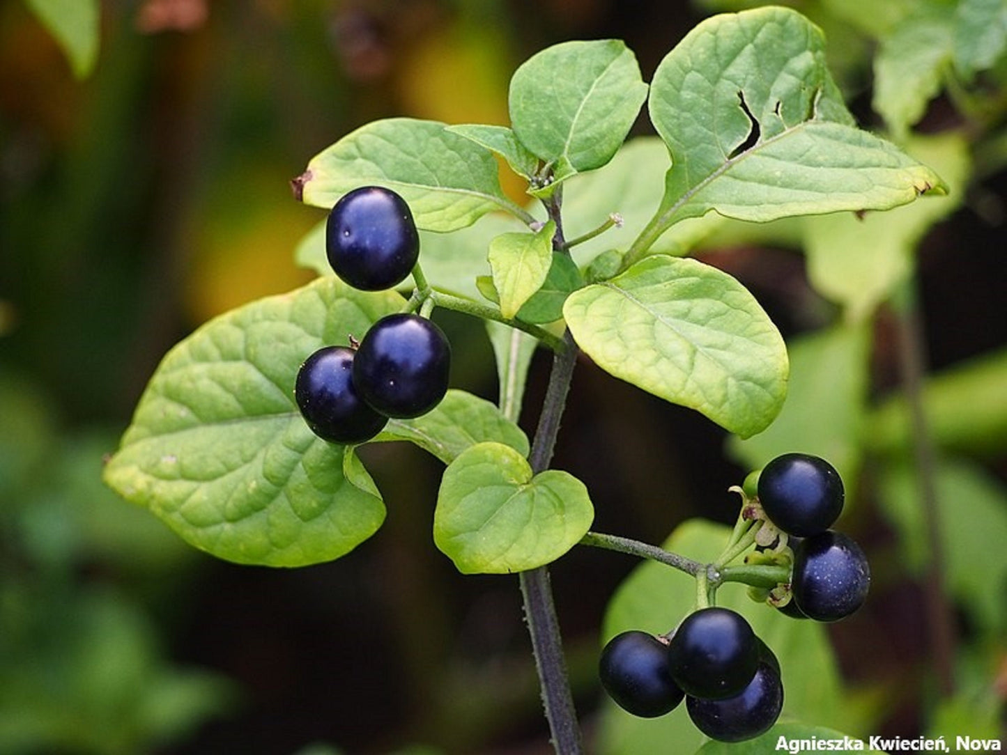 Jaltomata Procumbens - Creeping False Holly - Sweet Berries - Rare -20 Seeds