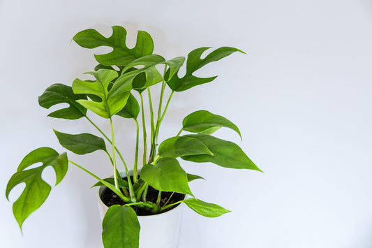 Rhaphidophora Tetrasperma - Mini Monstera - Philodendron "Ginny" Pianta da appartamento 10+ semi RARI
