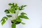 Rhaphidophora Tetrasperma - Mini Monstera - Philodendron "Ginny"  House Plant 10+ Seeds RARE