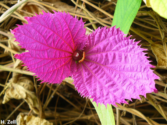 Dalechampia Aristolochiifolia - Ali di farfalla viola - Il fiore di seta Crepe - Rampicante estremamente raro - 2 semi