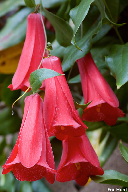 LapageriaRosea-チリのベルフラワー-Copihue-つる植物-ワックスピンクのラベンダーの花-3つの新鮮な種子-非常にまれ