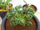 Albuca Spiralis 3 Seeds Amazing Plant Curly Twisted Leaves Very Rare * Limited *